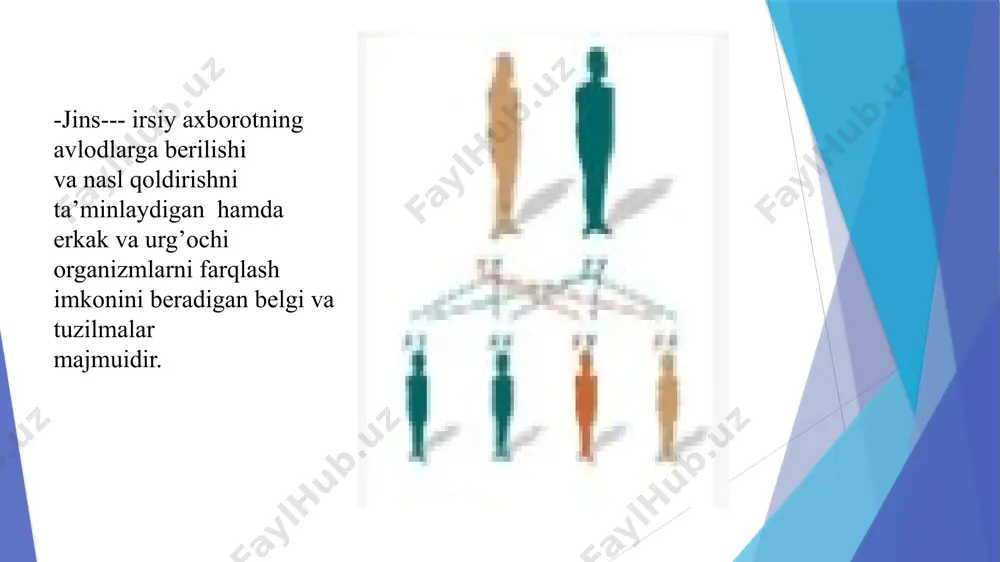jins deyiladi. kariotipi har xil jinsiy xromosomalarga ega, har xil gametalar hosil qiladigan jins geterogametali jins deyiladi. odam, sutemizuvchilar, ayrim hasharotlarning urg‘ochilari gomogametali, erkaklari geterogametali bo‘ladi odam kariotipi: chapda- ayollarniki, o’ngda – erkaklarniki. jinsni aniqlashni progam, epigam, singam tiplari mavjud. jinsni aniqlashning progam tipida jins urug‘languncha ma’lum bo‘ladi. masalan, kolovratkalarda sitoplazmaga boy tuxum hujayradan urg‘ochi, sitoplazmasi kam tuxum hujayradan erkak organizm rivojlanadi. jinsni aniqlashning epigam tipida jins tashqi muhitga bog‘liq bo‘ladi. masalan, ayrim halqali chuvalchanglarning otalangan tuxum hujayrasi mustaqil hayot kechirsa urg‘ochi, parazitlik qilib hayot kechirsa erkak organizm rivojlanadi. jinsni aniqlashning singam tipi keng tarqalgan bo‘lib, jins urug‘lanish vaqtida ma’lum bo‘ladi. image1.png image2.png image3.png image4.png image5.png image6.png image7.png image8.png image9.png image10.png /docprops/thumbnail.jpeg