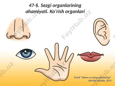 sezgi organlarining ahamiyati. ko‘rish organlari. 8 - sinf — PPTX