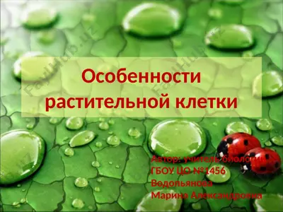 особенности растительной клетки — PPTX