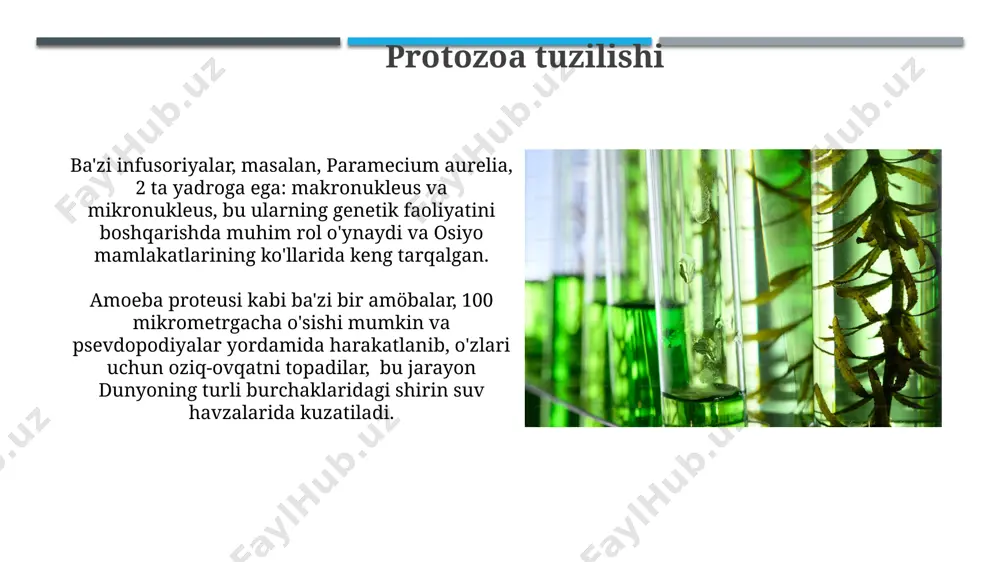 protozoalar - Page 4