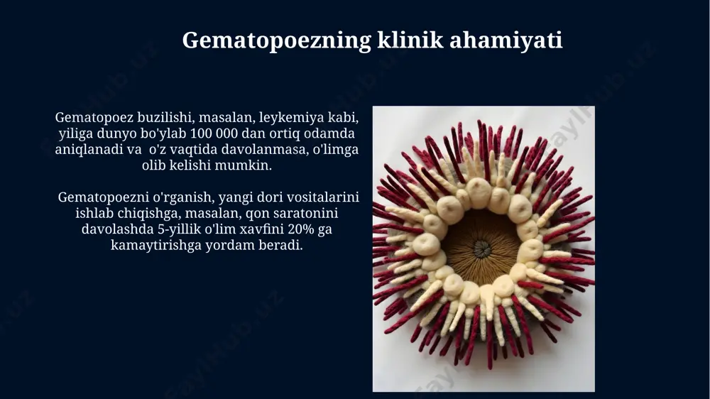 ichlarini o'z ichiga oladi. granulopoez neytrofillar, eozinofillar va bazofillar kabi 3 ta asosiy granulotsitlar guruhi granulopoezning turli bosqichlarida shakllanadi, bu jarayon sitokinlar va o'sish omillarining murakkab tarmog'i tomonidan tartibga solinadi. granulopoez jarayoni suyak ko'migining qizil suyagida, aniqrog'i, sternum, qovurg'alar va umurtqalar kabi tekis suyaklarda sodir bo'lib, taxminan 10-14 kun davom etadi. megakariotsitopoez megakaryotsitopoez, trombotsitlarning oldingi bosqichi bo'lgan megakaryotsitlarning shakllanishi, bir necha bosqichdan iborat bo'lib, taxminan 7 kun davom etadi va bu jarayon sitokinlar va o'sish omillarining ta'siri ostida sodir bo'ladi. inson tanasida megakaryotsitopoezning tartibga solinishi murakkab jarayon bo'lib, shu jumladan, 20 dan ortiq turdagi sitokinlar va o'sish omillari, masalan, trombopoetin, ishtirok etadi va bu jarayon asosan suyak iligi mikro muhitida sodir bo'ladi. limfotsitopoez limfotsitopoez jarayoni suyak ko'migining maxsus hududlarida, ya'ni 1 kub millimetrda 3×10⁶ dan ortiq limfotsitlar hosil bo'ladigan, qizil suyak ko'migida sodir bo'ladi. limfotsitlarning 3 ta asosiy turi – b-limfotsitlar, t-limfotsitlar va nk-hujayralar – turli bosqichlarda va turli genlar …