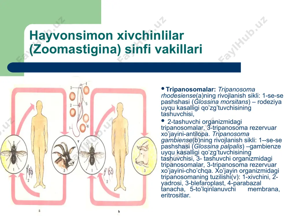 ivchinli) shakli; 2-leyshmaniya tashuvchi iskabtopar; 3-kalamush (tabiiy manbasi); 4-zararlangan terining qon hujayralaridagi xivchinsiz leyshmaniyalar; 5-leyshmaniya bilan zararlangan odam. ichki leyshmanioz qo’zg’atuvchisi – lieshmania donovani ning rivojlanish jarayoni: 1-leyshmaniyaning leptomonad (xivchinli) shakli; 2-leyshmaniya tashuvchisi; 3-leyshmaniyaning tabiiy manbalari – it va boshqa sut emizuvchilar; 4-ichki organlardagi xivchinsiz leyshmaniyalar. ichak lyambliyasi (lamblia intestinalis) ning tuzilishi: a) yon tomondan, b) qorin tomondan ko’rinishi, v) epiteliy to’qimasiga yopishgan lyambliya 1-xivchin; 2-bazal tanacha; 3-so’rg’ich; 4-yadro; 5-parabazal tanacha; 6-aksostil. trixomonadalar (trichomonas) - trixomonadoz kasalligini qo'zg'atuvchilari bo'lib, uch turni o'z ichiga oladi: 1.ichak trixomonadasi - trichomonas hominis; 2. qin trixomonadasi - trichomonas vaginalis; 3. og'iz trixomonadasi - trichomonas tenax. ichak trixomonadasi odamning yo'g'on ichagida parazitlik qiladi. qin trixomonadasi esa ayol va erkaklarning siydik va jinsiy yo'llarida uchraydi. ichаk triхоmоnаdаsi - trichomonаs hominis: 1-оldingi хivchinlаri; 2-to‘lqinlаnuvchi mеmbrаnа; 3-хivchinlаrning bаzаl tаnаchаsi; 4-pаrаbаzаl tаnа; 5-sitоstоm; 6-yadrо; 7-fibrillа; 8-sitоplаzmаdаgi vаkulоlаlаr; 9-tаyanch o‘zаk аksоstil; 10-оrqа хivchini.