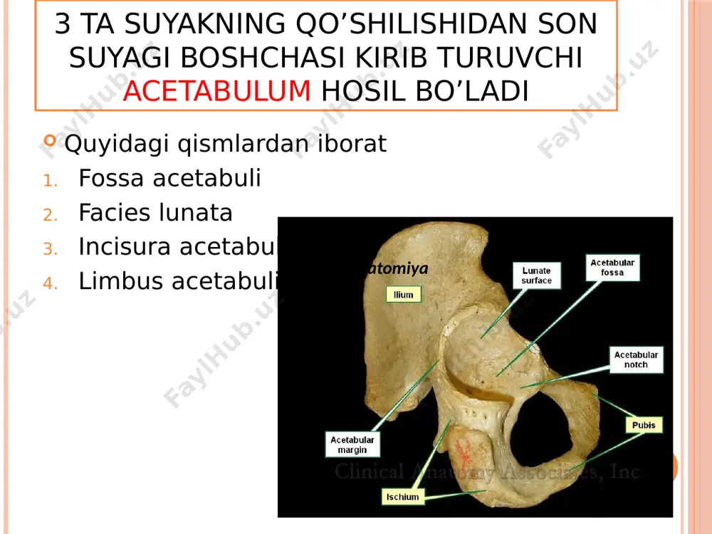 osteologiya - Page 5