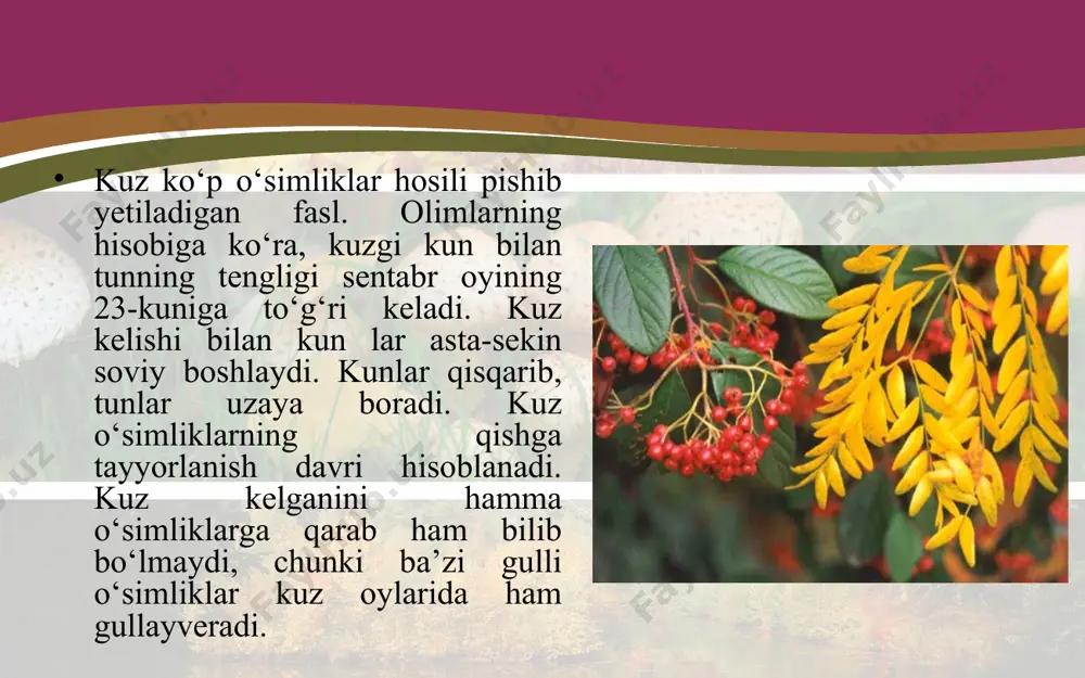 z kelishi bilan kunlar qisqarib, quyoshdan уerga keladigan yorug‘lik va harorat kamayadi. yorug‘lik va harorat уetishmasligi tufayli hujayralarda jiddiy fi ziologik jarayonlar sodir bo‘ladi. natijada barglarga yashil rang beruvchi xloroplastlar уemirilib, xromoplastlarga aylanadi, hujayralarda esa rang beruvchi moddalar to‘planib, yashil barglar asta-sekin sarg‘ish, sarg‘ish-qizg‘ish, qo‘ng‘ir-qizg‘ish ranglarga kiradi. kuzda barg to‘kilishi bilan bir qatorda yozda to‘kilgan urug‘lari namga tegib unib chiqadigan va to‘pbarg hosil qiladigan o‘simliklar ham kam emas. kuzgi bug‘doy, gulxayri, qoqio‘t, jag‘-jag‘, qurttana kabi o‘simliklarning bargi qor tagida qishlab, bahorda yana o‘sishda davom etaveradi. shunday qilib, kuz kelishi bilan o‘simliklarning mevasi (urug‘i) pishadi va barglari to‘kilib, qishki tinim davriga kiradi. barg to‘kilishining ahamiyati ko‘pchilikni qiziqtirsa kerak. bu savolga o‘simlik uchun ham, kundalik turmushda ham barg to‘kilishining ahamiyati katta, deb javob berish mumkin. birinchidan, to‘kiladigan barglar orqali bir yil davomida o‘simliklarda to‘planib yotgan keraksiz moddalar chiqarib tashlanadi, ikkinchidan, ayniqsa qishda, barglar orqali suvning bug‘lanishi to‘xtaydi. o‘simlik tinim davriga o‘tadi. xazonrezgilik …