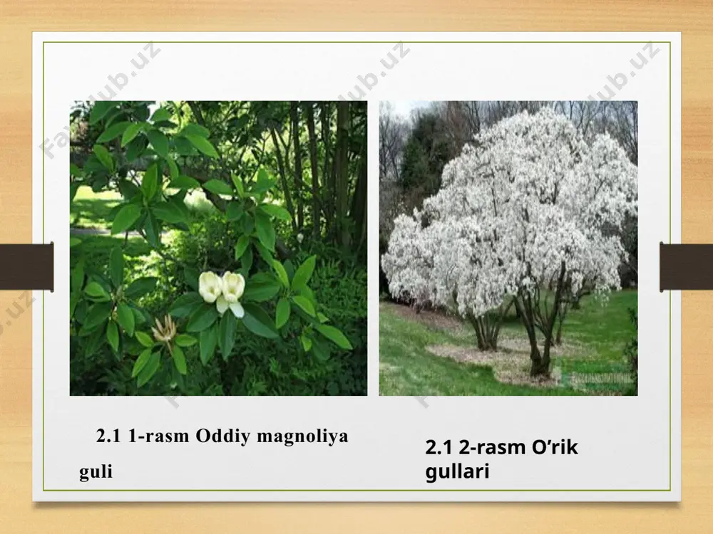 o'simliklar oilasi - Page 5