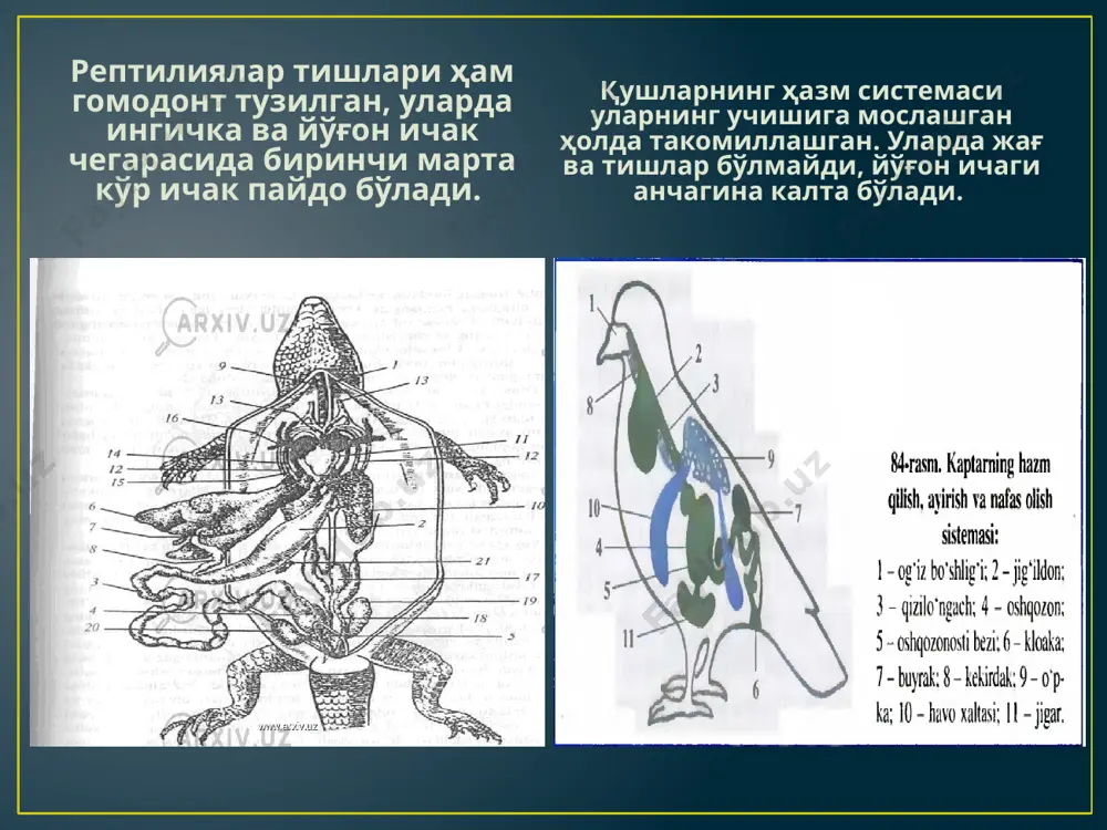 mushak va hazim qilish tizimlarining filogenezi - Page 4