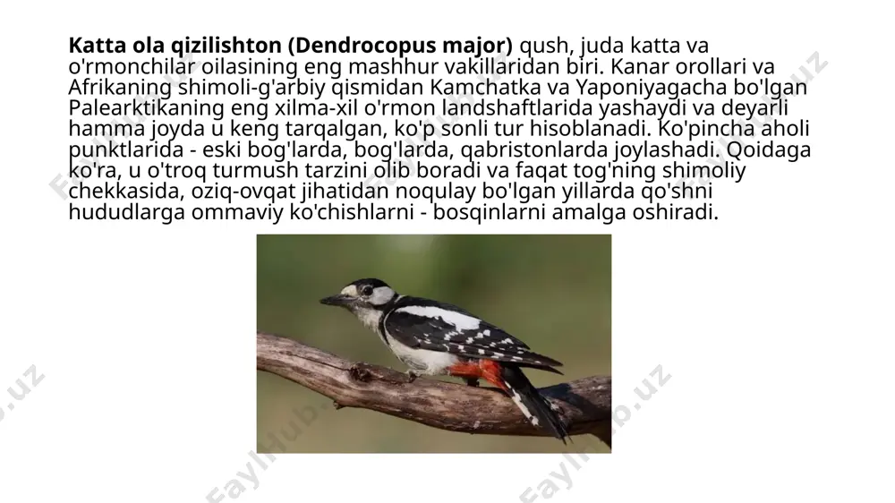 h suv yuzasiga tegib o‘tib, cho‘miladi va suv ichadi. oq jiblajibon haydalgan yerlarda, daryo qirg`oqlarida va ko`llarning atrofida uchraydi. jiblajibonlar o`zbekistonga mart oyida uchib keladi. ba'zan oq jiblajibonlar o`rta osiyoda qishlab qoladi. jiblajibonlar vataniga uchib borgandan so`ng juft-juft bo`lib yashaydi, ammo uya qurishga shoshilmaydi. 20-40 kundan so`ng toshlar orasiga, ariq qirg`oqlariga, bino va daraxtlarning yerdan baland bo`lmagan qismiga uya qurishga kirishadi. apreldan boshlab 2-7 ta tuxum qo`yadi. tuxumini asosan urg`ochisi bosadi. jiblajibonlar zararkunanda hasharotlarni yo`q qilib, qishloq xo`jaligiga foyda keltiradi oddiy sassiqpopishak (upupa epops) chug`urchuqdan kichikroq boshida (ensasida) kattakon kokilli toji, uzun, ingichka, biroz pastga qayrilgan tumshug`i bo`lgan oddiy sassiqpopishak (upupa epops) kiradi. u asosan yerda, daraxtda, tog` etaklari va tog`larda 2000 m gacha balandlikda uchraydi. yevropa, osiyo va afrikada tarqalgan. qishlash uchun shimoliy hududlardan janubga uchib ketadi. o`zbekistonga mart oyining boshlarida uchib keladi. sentyabr - oktyabrda uchib ketadi. up-up-up-up lab ovoz chiqarib sayraydi. sassiqpopishakning qanoti oq qora yul-yul, sarg`ish …