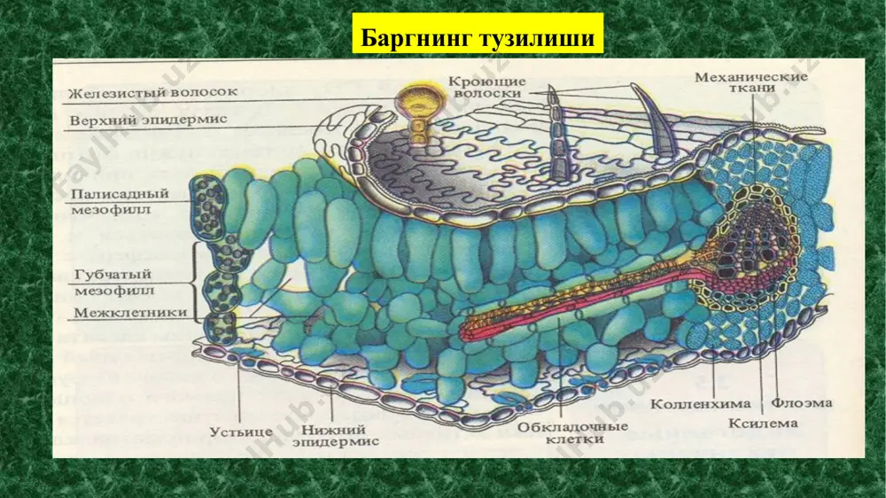 орқали кўпайиш билан. бу йўл асосий деб қабул қилинган. хлоропластларнинг тўла шаклланиши учун ёруғликнинг бўлиши шарт. коронғуликда хлоропластларнинг стромаси ва унинг ҳажми ҳосил бўлади. лекин ички тузилиши — ламеллалар, пластинкалар, граналар, тилакоидлар ва хлорофилл пигментлари фақат ёруғликда ҳосил бўлади. хлорофилл “а” қизил спектрдан 660 -663 нм ва кўк спектрдан 428 - 430 нм, хлорофилл “б” эса қизил спектрдан 642 - 644 нм ва кўк спектрдан 452-455 нм .га тенг бўлган нурларни ютади. хлорофилл молекулалари ёруғлик спектрининг яшил ва инфрақизил нурларини умуман ютмайди. яшил ўсимликларда хлорофилл билан биргаликда учрайдиган сариқ, тўқ сариқ, қизил рангдаги пигментлар гуруҳи каротиноидлар дейилади. каротиноидлар хлоропластларда хлорофилл билан биргаликда учрагани учун ҳам сезилмайди. чунки хлорофиллнинг миқдори уларга нисбатан ўртача уч марта кўп. лекин кузда хлорофилларнинг парчаланиши сабабли каротиноидлар кўрина бошлайди. . сув остида яшовчи ўсимликларда хлорофилл “а” ва каротиноидлардан ташқари махсус пигментлар ҳам борки, уларга фикобилинл ар киради. яхши ўрганилганлари фикоэритрин ва фикоцианиндир. фикоэритрин (с 34 н …