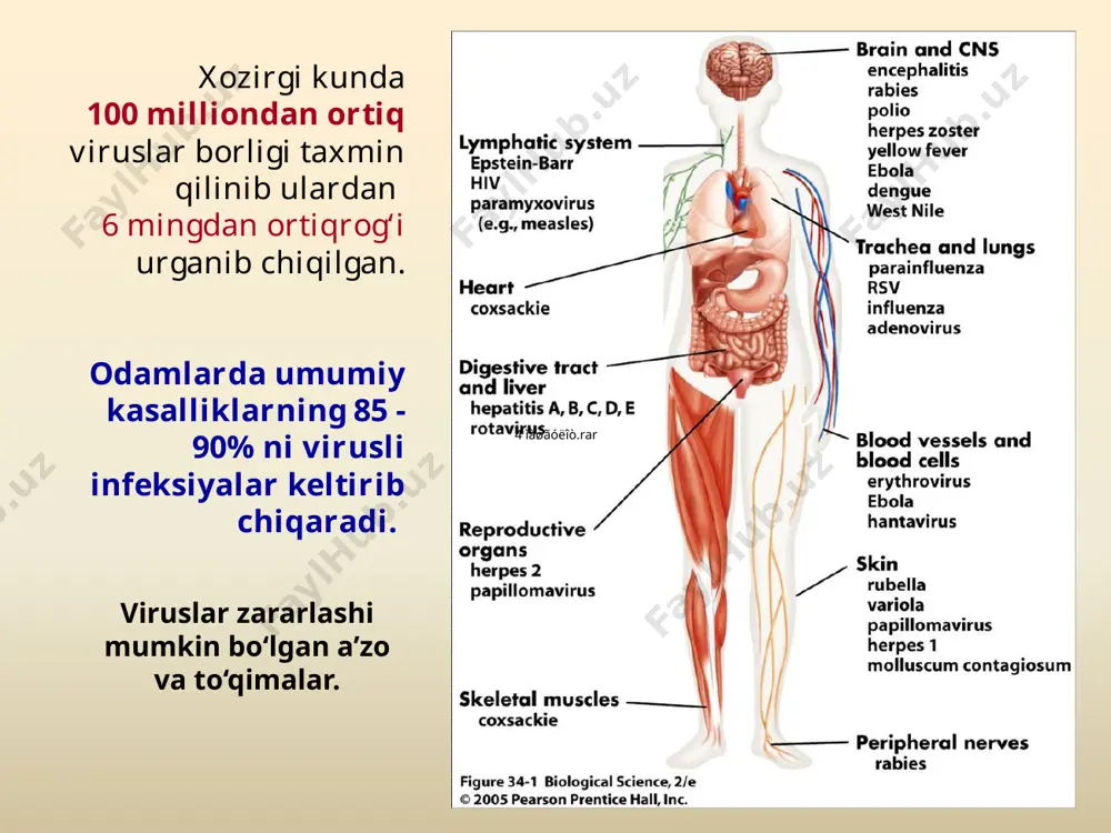 (5) immunologik xususiyatiga; (6) tabiiy yuqush va tarqalish mexanizmiga; (7) xujayinga, uning to‘qima va hujayralariga nisbatan tropizmiga; (8) patologiyasi, kiritmalar shakillantirishiga; (9) kasallik simptomatologiyasiga. parvoviridae papovaviridae adenoviridae herpesviridae poxviridae hepadnaviridae iridovoridae viruslar tasnifi dnk - tutuvchi viruslar parvoviridae papovaviridae adenoviridae herpesviridae poxviridae hepadnaviridae iridovoridae picornaviridae reoviridae togaviruses arenaviridae coronaviridae retroviridae bunyaviridae orthomyxoviruses paramyxoviruses rhabdoviridae caliciviridae flaviviridae filoviridae birnaviridae rnk - tutuvchi viruslar viruslar tasnifi shakliga ko‘ra: viruslar tasnifi viruslarning tuzilishi a – oddiy viruslar b – murakkab viruslar а в viruslarning tuzilishi viruslarning tuzilishi spiral turdagi simmetriya tamaki mozaikasi kasalligi virusi ikosaedrik, kubsimon, kvazisferik turlardagi simmetriyalar adenovirus herpes simplex virus kombinatsiyalangan (aralash) turdagi simmetriya viruslar tasnifi: rnk tutuvchilar virus oilasi super-kapsid mavjud-ligi simmet riya turi rnk tuzilishi odam uchun patogen viruslar picornaviridae yo‘q kubsi-mon biripli, chiziqli, segmentlanmagan, “plyus” poliovirus, rinovirus, virus gepatit a caliciviridae yo‘q kubsi-mon biripli, chiziqli, segmentlanmagan, “plyus” norvolk virus, gepatit e virusi reoviridae yo‘q kubsi-mon ikkiipli, 10 …