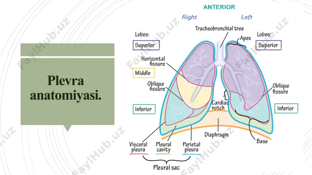 gi belgilar bilan tavsiflanadi: interkostal bo'shliqlarning chiqib ketishi. sternumning assimetriyasi. bronxofoniya. zaif nafas olish. diagnostika qo'shimcha diagnostic usullar quyidagilarni o'z ichiga oladi: plevrit uchun qon testi quyidagilarni ko'rsatishi mumkin: echtning oshishi. seromukoidlarning ko'payishi. neytrofil leykotsitoz. fibrin va sialik kislotalarning ko'payishi. pnevmoniya bilan bog'liq diafragmaning quruq plevriti diagnostikada qiyinchiliklarga olib kelishi mumkin. xususiyatlari: plevral ishqalanish yo’q. og'riq bo'yin va qorin devoriga tarqaladi. plevritning aniq belgilari: muayyan hududlarning og'riqli palpatsiyasi. agar fibrinoz plevritdan keyin ekssudativ plevrit rivojlansa, alomatlar og'irlik va to'liqlik hissi, umumiy zaiflik, nafas qisilishi va refleksli yo'talni o'z ichiga oladi. plevritni davolash etiologik davolash: pnevmoniya uchun antibiotiklar. simptomatik davolash: revmatik plevrit: analgetiklar, immunomodulyatorlar, fizioterapiya, glyukokortikosteroidlar. eksudativ plevrit: suyuqlikni olib tashlash uchun torasentez yoki drenaj (bir vaqtning o'zida 1,5 litrdan ko'p bo'lmagan). qo'lda massaj, elektroforez, nafas olish mashqlari. yiringli plevrit: antiseptiklar, antibiotiklar, fermentlar va gidrokortizon. takroriy ekssudativ plevrit: plevra qatlamlarini bir-biriga yopishtirish uchun kimyoterapiya preparatlari yoki talk. quruq plevrit: qattiq siqish, …