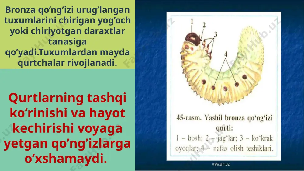 hasharotlarning ko’payishi va rivojlanishi taqdimoti - Page 4