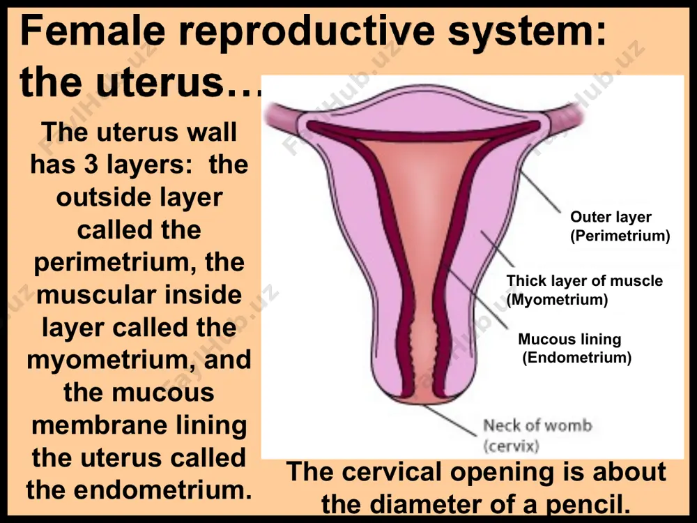 he function of copulation/intercourse. the oval-shaped testes are located in the scrotum, and are each divided into 250 lobules. coiled within the lobule are seminiferous tubes where the sperm are formed. the mature sperm are stored in the epididymis, a tube 13-20 feet in length, coiled and lying on the side of each testicle. the acrosome (ak roh zome) covering the head of the sperm contains enzymes that help it penetrate the ova. the head carries the genetic material. the midpiece supplies energy. the tail or flagellum (flah jell um) provides motility. sperm carry either an x/female or y/male chromosome. since all ova carry the x/female chromosome, the male sperm does influence the baby’s sex. the vas deferens are muscular tubes transporting sperm from the epididymis to the seminal vesicles. the seminal vesicles produce a slightly alkaline fluid that mixes with the sperm and becomes part of the semen ejaculated …