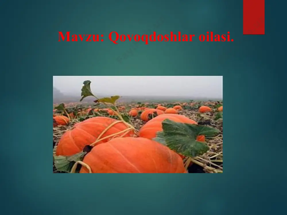 i 5-7 ga bo’lingan. ularning changchi va urug’chi gullari bitta tupda yetishadi. gullari sariq. changchili gullari nisbatan yirik bo’lib urug’chili gullardan oldinroq ochiladi, changchilari 5 ta. urug’chili gullarida 3 ta tumshuqchali 1 ta urug’chisi bor. oshqovoqning mevasi yirik, soxta meva. mevaning tashqi qavati qattiq, ichki qavati esa shirador va etdor. urug’ida 50 % gacha moylar bor. o’zbekistonda qovoq turkumiga oid 3 ta tur o’simlik ekiladi. qovoqdoshlar oilasiga mansub itqovun ekinlar orasida begona o’simlik sifatida uchraydi. respublikamizda keng miqyosida ekiladigan shirin shakar handalak, qovun, tarvuzlar hamda bodring, turli- tuman shakildagi idish – qovoqlar, qozonyuvg’ichlar ham qovoqdoshlar oilasiga kiradi. ulardan turli maqsadlarda foydalaniladi. uyga vazifani e'lon qilish: — mavzuni yana bir bor takroran o'qib chiqing; — mavzu oxirida berilgan savollarga javob tayyorlab, daftarga yozib keling.