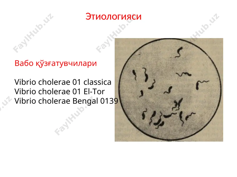 а келгунча ушланиб туради. терида купинча розеола нусхада тошмалар кузатилади юз териси дастлаб рангпар, сунгра кизаради васваса холлари, кузгалиш адинамия билан алмашиши мумкин вабо белгилари кузатилади бошланиши тусатдан, кучли интоксикация белгилари билан кечади мушаклар, айникса кул-оёк мушакларининг тортишишлари кузатилади менингиал ва энцефалитик симптомлар мусбат булади организмда тез сувсизланиши ва тузсизланиши кузатилади аб пасайиши ёки йуколиши мумкин ич кетиши ва кайт килиш кузатилади биринчи суткалар мобайнида бемор улиши мумкин вабонинг яшин тезлигида кечувчи шакли беморнинг ахлати кусук массаси кусук массасини йигиш беморнинг ташки куриниши “кир ювувчи куллари” тери бурмасининг тугриланмаслиги симптоми беморнинг куриниши: вабо алгиди беморда коллапс холати вабодан улган бемор ингичка ичагининг куриниши ташхисот усуллари бактериологик усул бактериоскопик усул серологик усул (кон зардобидаги агглютининлар ва вибриоцид антителолар микдори аникланади) жадаллаштирилган усул – микроагглаютинация, макроагглютинация, иммунофлюоресценция таккослаш ташхисоти овкат токсикоинфекциялари. сальмонеллезларни учокли шакли. уткир гастроэнтеритлар. банал энтеритлар. бактериал дизентерия. вирусли диарея. кимёвий захарлардан захарланиш. асоратлари гиповолемик шок. абсцесслар, флегмоналар, сепсислар, пневмония. …
