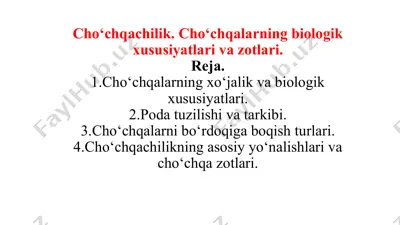 cho‘chqachilik — PPTX