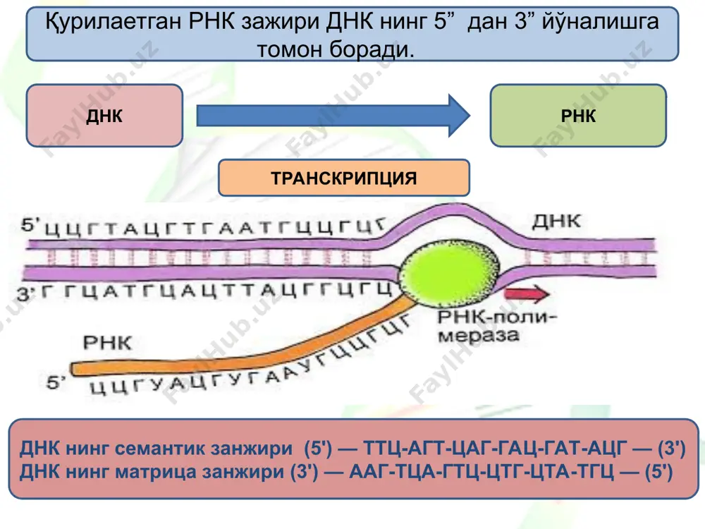 нк занжири ажралиб, унинг орқасида эса днк жуфт спирали тикланади. шу билан бирга ўсиб бораётган рнк занжирининг навбатдаги бўғини матрица ва рнк полимераза билан ҳосил бўлган комплексдан ажралиб чиқади. транскрипция - терминация транскрипцияни тўхтатиш ҳақида сигнал берувчи днк кетма-кетликлари транскрипция терминаторлари дейилади. улар тескари такрорланишлар (gc га бой бўлган участкалар) ни ўз ичига олади, шу сабаб рнк транскриптларининг 3‘ учлари букланиб турли узунликдаги шпилкаларни ҳосил қилади. элонгация босқичида рнк-полимераза матрица бўйлаб ҳаракатланиб, фермент тўхтатувчи кетма-кетликка яқинлашгунича рнкни синтезлайди. ушбу қисмда нуклеотидларнинг ўсувчи рнк занжирига қўшилиши тўхтатилади, ҳосил бўлган транскрипт озод бўлади ҳамда рнк-полимераза днк-матрицадан ажралиб чиқади. терминация босқичида днк-рнк вақтинчалик гибридининг ҳосил бўлишида иштирок этувчи водород боғланишлар узилади, сўнгра днкнинг икки занжирли структураси тикланади. транскрипцияни тўхтатиш учун зарур бўлган кетма-кетлик терминатор деб номланади. унда нуклеотидларнинг маҳсус кетма-кетлиги – стоп-сигнал (тўхтатувчи сигнал) мавжуд. прокариотларнинг ҳар бир терминаторида днкнинг жуфт занжирли кетма-кетлиги кўринишидаги палиндромалар аниқланган бўлиб, улар ҳар бир занжирда икки йўналишда …