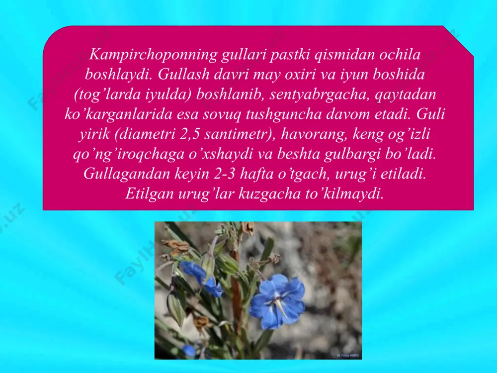 zaharli begona o’tlar - Page 4