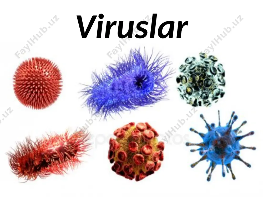 oshiriladi. ular hujayra sirtidagi sezgir ma’lum retseptorni «tanib olish» xususiyatiga ega. virus bilan bog‘langan hujayraning qismi sitoplazmaga birlashib, vakuolaga aylanadi. sitoplazmatik membranadan tashkil topgan vakuola qobig‘i boshqa vakuola yoki yadro bilan qo‘shiladi. ana shunday yo‘l bilan virus hujayraning barcha qismiga tarqalishi mumkin. virusning hujayraga kirib borishi yuqumlilik xususiyatini keltirib chiqaradi. sariq kasalligini qo‘zg‘atuvchi a va b viruslar faqat jigar hujayralariga kirishi mumkin va ularda ko‘paya oladi. virus zarrachalarining to‘planishi ularning hujayradan chiqib ket ishiga olib keladi. ushbu jarayon ba’zi bir viruslarda «portlash» tarzida ro‘y beradi. natijada hujayra nobud bo‘ladi. boshqa turdagi viruslar kurtaklanishga o‘xshash yo‘lbilan ajraladi. bunda organizmning hujayralari hayotchanligini uzoq vaqtgacha saqlab qoladi. bakteriya virusi — bakteriofaglarning hujayraga kirishi biroz boshqacharoq. bakteriyalarning qalin hujayra qobig‘i hayvon hujayralaridek oqsil-retseptorli va unga birikkan virus bilan birgalikda sitoplazmaga kirib borishiga imkon bermaydi. shuning uchun bakteriofag hujayrasiga ichi kovak tayoqcha yordamida uning boshchasida joylashgan dnk (yoki rnk) itarib kiritiladi. bakteriofagning genomi sitoplazmaga tushadi, …