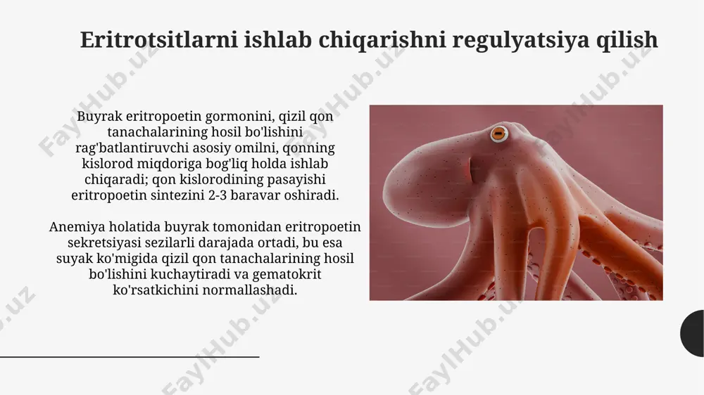 tashlanadi. surunkali buyrak kasalliklarida diyetani qattiq nazorat qilish, 1 kunlik tuz miqdorini 2-3 grammgacha cheklash, fosfat va kaliy miqdorini kamaytirish muhim davolash usullaridan hisoblanadi. suv-elektrolit muvozanati buyraklarning aldosteron va antidiuretik gormon (adh) kabi gormonlarga javoban suv va elektrolitlarni qayta so'rish yoki chiqarish qobiliyati suv-elektrolit muvozanatini saqlashda muhim rol o'ynaydi. buyraklarning glomerulyar filtrlanish tezligi (gfr) va proksimal kanalchalar, henle halqasi va distal kanalchalar orqali elektrolitlar va suvning reabsorbsiyasi suv-elektrolit muvozanatini aniq tartibga soladi, bu jarayonlar plazma osmotik bosimini nazorat qiladi. buyrak tomonidan sekretsiya qilinadigan gormonlar buyrak tomonidan eritropoetin, qon hujayralari hosil boʻlishini tartibga soluvchi gormon, sekretsiya qilinadi va uning yetishmasligi anemiya, qonning kamligi bilan bogʻliqdir. buyrak 1,25-dihidroksixolekaltsiferolni, kaltsiyning ichakdagi soʻrilishini oshiruvchi va suyak metabolizmida ishtirok etuvchi faol d vitamini shaklini sintez qiladi. qon bosimi regulyatsiyasi buyrak qon bosimini regulyatsiya qilishda renin-angiotenzin-aldosteron tizimi muhim rol o‘ynaydi, bunda renin sekretsiyasi qon oqimining pasayishiga javoban 1-2 daqiqada boshlanadi. buyraklar natriy reabsorbtsiyasini nazariy jihatdan 99% …