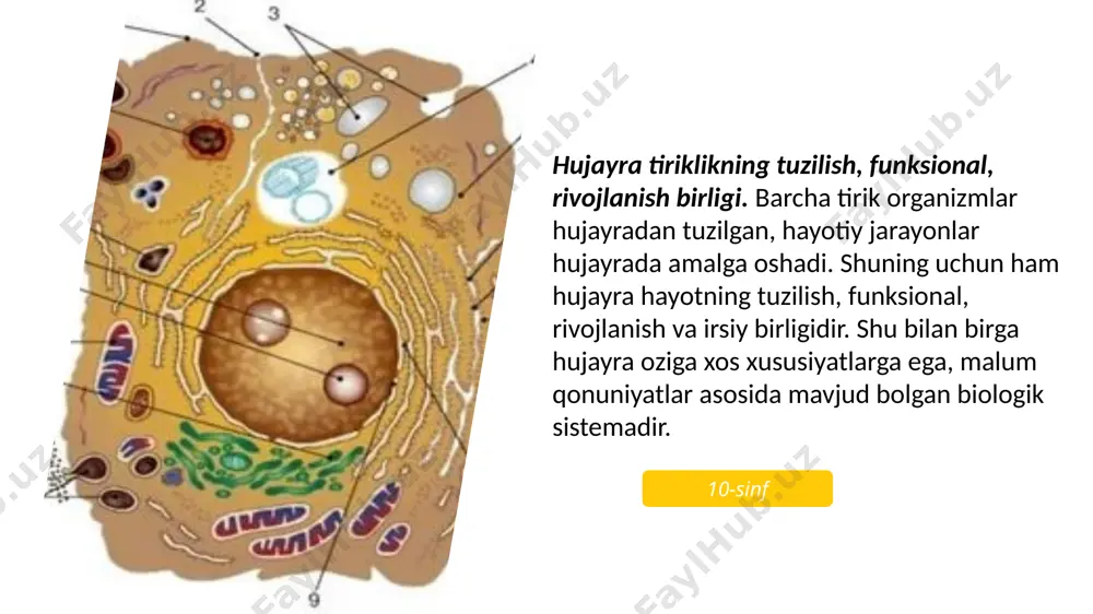 kteriya hujayrasi zamburug� hujayrasi o�simlik hujayra hayvon hujayrasi bakteriya hujayrasi irsiy axborot sitoplazmada nukleoid va plazmidalarda joylashgang. zamburug� hujayrasi irsiy axborot yadroda xromosomalarda j oylashgan hayvon hujayrasi irsiy axborot yadroda xromosomalarda mitoxondriyada joylashgan o�simlik hujayra irsiy axborot yadroda xromosomalarda, mitoxondriyalarda, plastidalarda joylashgan tirik organizmlar hujayralarining qiyosiy xarakteristikasi bakteriya hujayrasi zamburug� hujayrasi hayvon hujayrasi hujayra qobig�i murein moddasidan iborat hujayra qobig�i xitin moddasidan iborat hujayra qobig�i selluloza moddasidan iborat o�simlik hujayra qalin hujayra qobig�i bo�lmaydi tirik organizmlar hujayralarining qiyosiy xarakteristikasi 01 02 03 04 bakteriya hujayrasi zamburug� hujayrasi o�simlik hujayra hayvon hujayrasi bakteriya hujayrasi ribosomalarga, ba�zan gazli vakuola -aerosomalar ega zamburug� hujayrasi mitoxondriya, endoplazmatik to�r, ribosoma, golji majmuasi, sitoskelet, lizosoma, zaxira oziq to�planadigan vakuolalarga ega hayvon hujayrasi mitoxondriya, endoplazmatik to�r, ribosoma, golji majmuasi, sitoskelet, hujayra markazi, lizosoma, qisqaruvchi vakuola, hazm qiluvchi vakuolaga ega o�simlik hujayra mitoxondriya, endoplazmatik to�r, ribosoma, golji majmuasi, sitoskelet, hujayra markazi (tuban o�simliklarda), plastida, hujayra shirasi bilan to�lgan …
