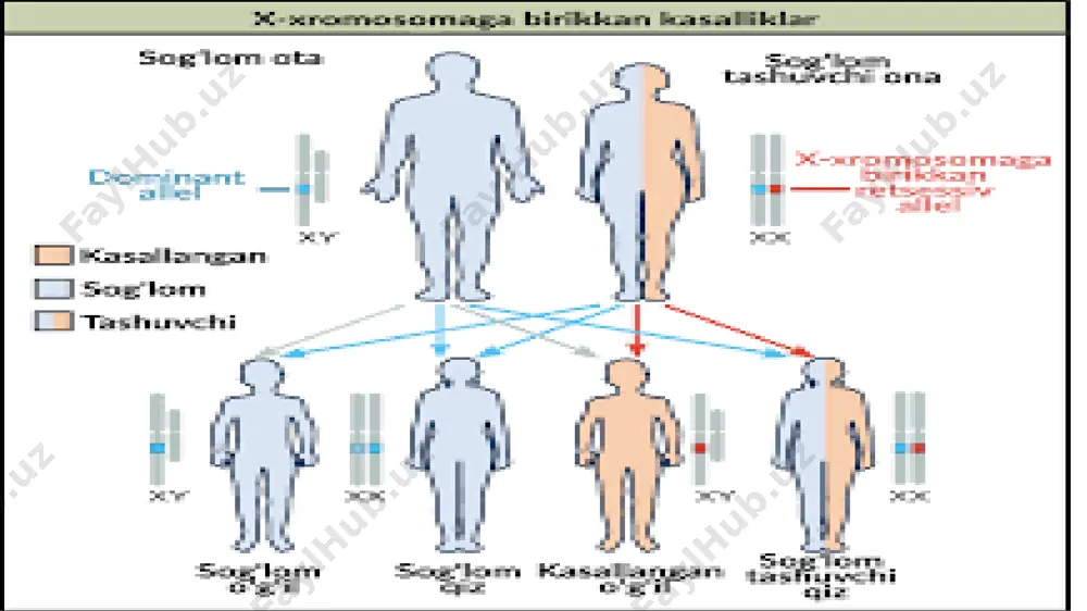 odamlardagi gen va xromosoma kasalliklari - Page 3