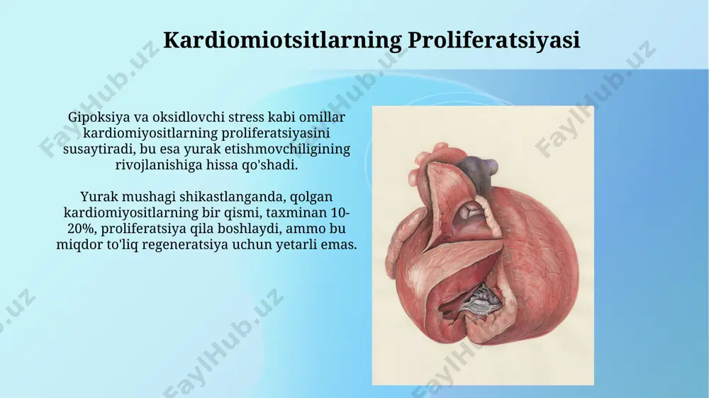 ashkil topgan bo'lib, bu ulanishlar tezkor impuls o'tkazilishini ta'minlaydi va kuchli kontraktil kuch hosil qiladi. yurak mushagi regeneratsiyasining chegaralanishi yurak mushagi hujayralarining o'z-o'zini ta'mirlash qobiliyati juda cheklangan bo'lib, taxminan 1% atrofida regeneratsiya kuzatiladi, qolganlari fibröz to'qima bilan almashinadi. yurak mushagi shikastlanganda, o'lik hujayralarni fazosi o'rtacha 7-10 kun ichida fibröz to'qima bilan to'ldiriladi, bu esa yurakning funksiyasini pasaytiradi. yurak mushagi shikastlanishi mekanizmlari yurak mushagi shikastlanishi natijasida hosil bo'lgan skarr to'qimasi, fibrozning ortishi va kollagenning ortiqcha to'planishi bilan xarakterlanadi, bu yurak funksiyasini pasaytiradi. yurak mushagi shikastlanishining asosiy mexanizmlaridan biri 10-20% miokard hujayralarining o'limini keltirib chiqaradigan ishemiya-reperfuziya jarayonidir. e'tiboringiz uchun rahmat @taqdimot_robot image2.jpg image3.jpg image4.jpg image5.jpg image6.jpg image7.jpg image8.jpg image9.jpg image10.jpg image11.jpg image12.jpg image1.png