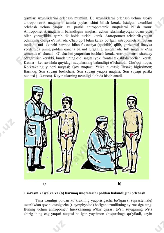 butun uzunligi 1mm li bo‘lakchalardan iborat shkalalardan tashkil topgan. bu pastdan yuqoriga qarab o‘lchanadi. bosh tomondan yuqoridan pastga o‘lchanadigan 100 sm li shkalasi bor. tekshiriluvchi odam antropometrda yuzi bilan chiroqqa qarab to‘g‘ri turadi. tekshiruvchi tekshiriluvchining o‘ng tomonida turib antropometrning o‘ng qo‘li bilan, to‘rtta barmog‘i orqali shtangani, bitta barmog‘i bilan harakatlanuvchi muftani pastdan ushlaydi. antropometr tekshiriluvchini oldi tomonidan vertikal holda joylashtiriladi. tekshiruvchi tekshiriluvchining boshini chap qo‘li bilan to‘g‘ri holatda ushlab, o‘ng qo‘lini bir barmog‘i bilan gorizontal lineykani muftasini boshning yuqori nuqtasiga siljitadi. o‘lchash natijalari yuqoridan pastga harakatlanuvchi muftani shkalalari bilan aniqlanadi (1.2-rasm). o‘lchash aniqligi 1mm.1.2-rasm. tananing turli qismlarini polga nisbatan balandligini o’lchash. o‘tirgan holatdagi tana uzunligi - tana proporsiyalarini bir-biriga mutanosibligini ko‘rsatadi. o‘tirgan holatda tana uzunligini o‘lchashda tekshiriluvchining kuraklararo sohasi bilan dumg‘azasi bo‘y o‘lchagichning vertikal taxtasiga tegib turishi kerak. oyoqlar birlashtirilib tizza bo‘g‘imlari to‘g‘ri burchak ostida bukiladi, qo‘llar ikki tomonga tushiriladi. harakatlantiruvchi o‘lchov taxtasi boshning yuqori nuqtasiga tushiriladi. o‘tirgan holatda tana …