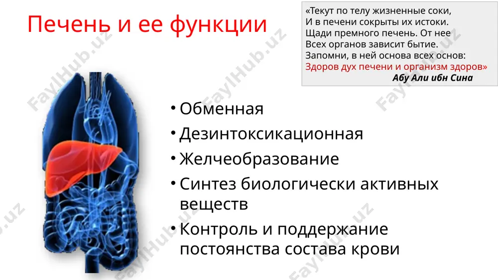 стной этиологии вторичный склерозирующий холангит внепеченочный холестаз желчекаменная болезнь лабораторные показатели холестаза билирубин (прямая фракция) гамма – глютамилтранспептидаза (ггтп) щелочная фосфатаза (щф) холестерин желчные кислоты медь, фосфолипиды, 5-нуклиотидаза при холестазе проба бондарь "+" (уровень пти увеличивается после введения викасола). "-" проба бондарь подтверждает печёночно-клеточную недостаточность. 9 синдром иммунного воспаления (мезенхимально-воспалительный синдром) заболевания: аутоиммунный гепатит первичный билиарный цирроз печени первичный склерозирующий холангит синдром иммунного воспаления (мезенхимально-воспалительный синдром) патогенез мвс: иммунный ответ: т- и в-лимфоциты, убирая «чужие» антигенные структуры, действуют на собственные клетки, где фиксируются антигены, и вызывают повреждение паренхимы и активный фиброгенез синдром иммунного воспаления (мезенхимально-воспалительный синдром) лабораторные показатели: гамма –глобулины иммунно-глобулины (а,м,g) соэ выявление аутоантител (антинуклеарных, антигладкомышечных, антимитохондриальных, к микросомам печени и почек и др.) неалкогольная жировая болензь печени (нажбп) нажбп включает в себя стеатоз, неалкогольный стеатогепатит (насг) и цирроз печени (цп) важным критерием, позволяющим отличить нажбп от алкогольной болезни печени (абп), служит отсутствие употребления пациентами алкоголя в гепатотоксичных дозах, …