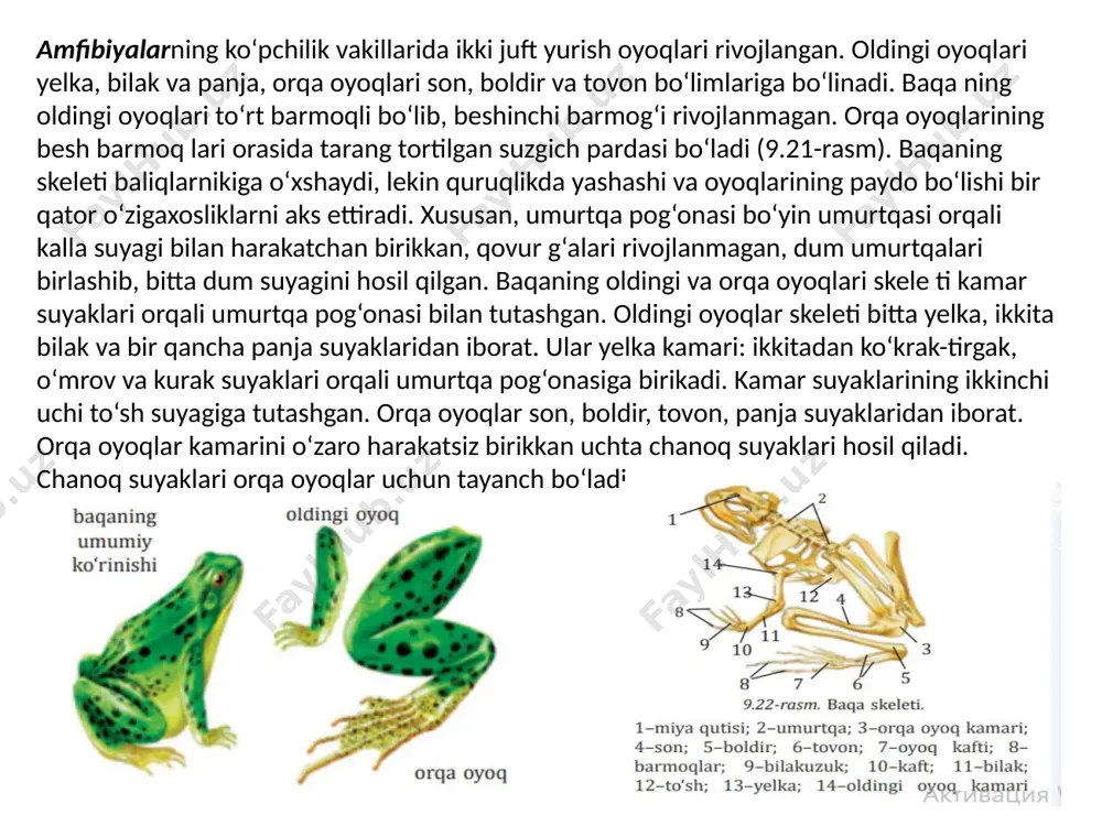 ng bo‘yin bo‘limi uzun bo‘lib, o‘zaro harakatchan, ko‘krak umurtqalari esa o‘zaro harakatsiz birikkan. bel, dumg‘aza va dum umurtqalari o‘zaro birikib, yagona dumg‘aza suyagini hosil qiladi. dum suyagi qushlarning dumidagi burilish patla ri uchun tayanch bo‘ladi. umurtqa pog‘onasining ko‘krak bo‘limi qovurg‘alar va to‘sh suyagi bilan birga ko‘krak qafasini hosil qiladi. to‘sh suyagining pastki tomoni kengayib, qayiqqa o‘xshash ko‘krak toj suyagini hosil qiladi. bu suyakka qanotlarni harakatga keltiradigan muskullar birikadi. qovurg‘alarning bir uchi ko‘krak umurtqalari, ikkinchi uchi to‘sh suyagi bilan harakatchan qo‘shilgan. qanotlar kamari ko‘krak-tirgak, kurak va o‘mrov suyaklaridan iborat. o‘mrov suyaklarining pastki uchi tutashib, ayrini hosil qiladi. qanot skeleti bitta yelka, ikkita bilak (tirsak va bilak) va bir necha panja suyaklaridan tashkil topgan sutemizuvchilarning harakatlanish organlari turlarga qarab har xil tuzilgan. ularning oyoqlari odatda ancha baquvvat va uzun bo‘lib, tanasi ostida joylashgan. shuning uchun ularning tanasi yerdan dast ko‘tarilib turadi. sutemizuvchilarning barmoqlari uchida muguz tirnoqlari yoki tuyoqlari bo‘ladi. aksariyat turlarda to‘rtta …
