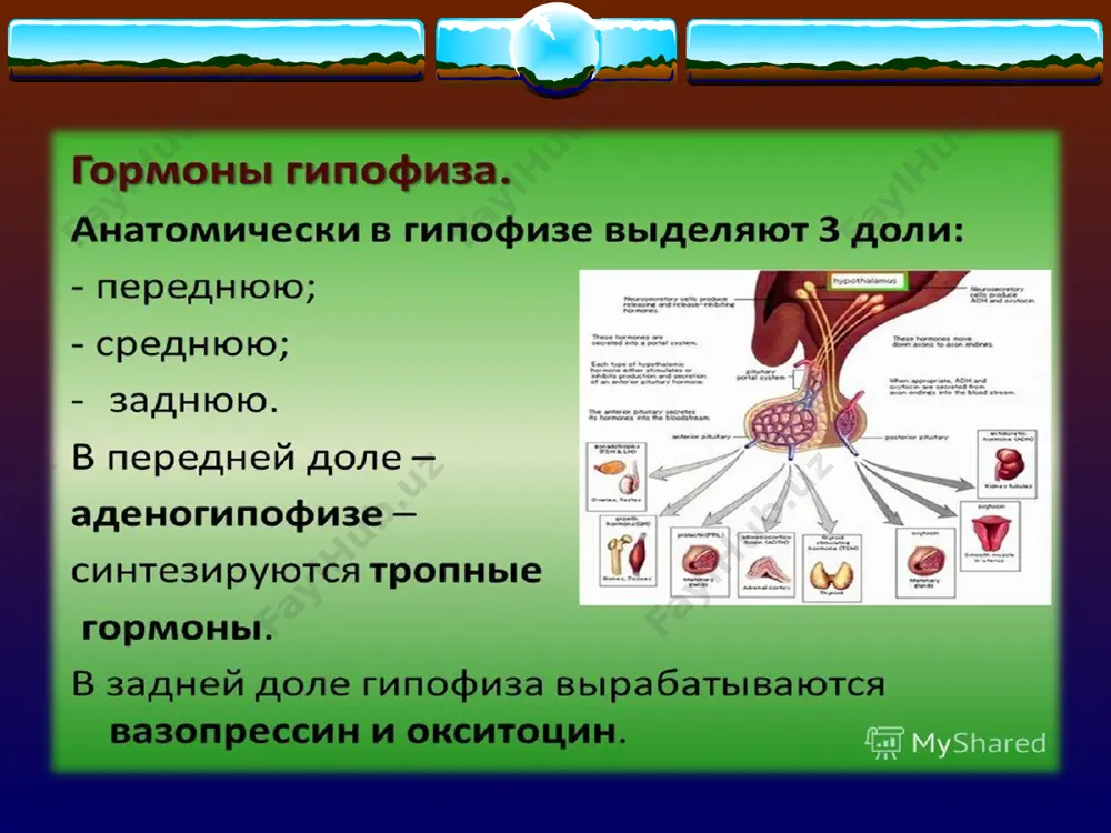 homiladorlikning paydo bo'lishi va normal kechishi, tug'ish va laktatsiya davrini ta'minlaydi. gonadotropin (gonadotropinum chorionicum). follikulani stimulyatsiya qiluvchi va luteinlashtiruvchi omilni o'z ichiga oladi. lh ta'siri ustunlik qiladi, bu ovulyatsiya va tuxumdonda sariq tananing shakllanishiga yordam beradi va homiladorlikning normal yo'nalishini aniqlaydi. erkak tanasida chorionik gonadotropin erkak jinsiy bezlarida leydig hujayralarining shakllanishida, sperma kamolotida ishtirok etadi va testosteron sekretsiyasini kuchaytiradi. gipofiz gonadotropik gormonlarining etarli darajada ishlab chiqarilmaganligi sababli gipogenitalizm bilan chorionik gonadotropinni qo'llash juda samarali. gonadotropinni qo'llash gonadotropinlarning sekretsiyasi kamaygan gipotalamus-gipofiz sindromlarida ko'rsatiladi. gonadotropinlar, estrogenlar va progestinlar bilan davolash ta'siri ostida simmonds va sheehan kasalligida uzoq muddatli amenore normal hayz tsikli bilan almashtiriladi. ushbu kombinatsiyalangan terapiya adipoz-genital distrofiya bilan og'rigan bemorlarda va gipofiz mitti o'sishida gipogenitalizmda ma'lum darajada samarali bo'lishi mumkin, bu jinsiy bezlar va jinsiy a'zolarning shakllanishini rag'batlantiradi. thank you for attention dr. olimov ulug’bek mirzo