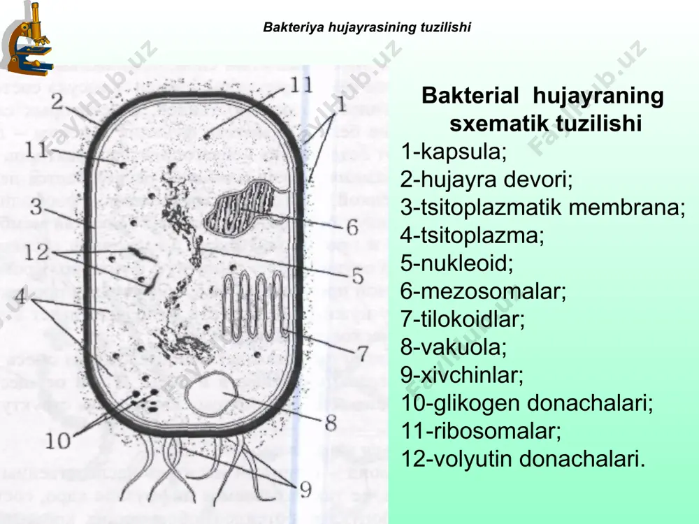 bo`lishi ko`payish usuli emas, tashqi muhitga moslashib yashash uchun kurash qobiliyatidir. spora hosil bo`lishida sitoplazma hujayraning o`rtasiga yoki chetiga to`planadi. quyuqlashgan sitoplazmaning atrofida ikki qatlamli qobiq hosil bo`ladi. tashqi qatlam - ekzina qalinroq bo`lib, tarkibida yog` va smola moddalari mavjudligi sababli sporaga suv va boshqa moddalar kirishini qiyinlashtiradi. ichki qatlam - intina yupqa va elastik bo`lib, bo`lajak yangi vegetativ hujayra uchun qobig`iga aylanadi. sporalar tashqi muhitga chidamli. ba`zi bakteriyalarning sporalari bir necha soat qaynatsa ham o`lmaydi hamda kimyoviy zaharlarga chidamli bo`ladi. spora hosil bo`lishi bir necha soat davomida o`tadi. sporalar yuqori temperatura, quritish, tashqi muhitda zaharli moddalarning ko`pligiga etarli darajada chidamli bo`ladi. ba`zi bakteriyalar sporalari bir necha soat qaynatilganda ham o`lmasligi mumkin. sterilizatsiya qilinayotgan material avtoklavda 115–125 0s yoki paster pechida 160–170 0s temperaturada ma`lum vaqt ichida ushlansa sporalarning to`liq o`lishini ta`minlaydi. sporalarning shakli va kattaligi turlidir. ular yumaloq, tuxumsimon cho`ziq bo`lishi mumkin. agar spora hujayraning o`rtasida hosil bo`lsa - …