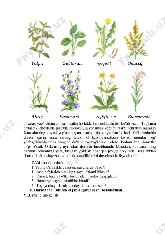 o'tlar bilan qoplangan.butalarning poyalari yog'ochlangan, ya'ni qattiq ho-latda, bir nechtadan to'p bo'lib o'sadi. tog'larda na'matak, cho'llarda juzg'un, saksovul, quyonsuyak kabi butalarni uchratish mumkin daraxtlarning poyasi yog'ochlangan, qattiq, bitt va yo'g'on bo'ladi. yo'l chetlarida chinor, qayin, emar zarang, terak, tol kabi daraxtlarni ko'rish mumkii tog' yonbag'irlarida archa, yong'oq, do'lana, yovvoyi olma, olcha, bodom kabi daraxtlar ko'p o'sadi. o'tlarning ayrimlari dorivor hisoblanadi. masalan, zubturumning barglari odamning yara, kuygan yoki ari chaqqan joyiga qo'yiladi. barglaridan shamollash, oshqozon va ichak kasalliklarini davolashda foydalaniladi. iv.mustahkamlash. 1. tabiiy o'simliklar, asosan, qayerlarda o'sadi? 1. ariq bo'ylarida o'sadigan qaysi o'tlarni bilasiz? 2. daraxt, buta va o'tlar bir-biridan qanday farq qiladi? 3. butalarga qaysi o'simliklar kiradi? 4. tog' yonbag'irlarida qanday daraxtlar o'sadi? v. darsda faol ishtirok etgan o`quvchilarni baholayman. vi.uyda o`qib kelish image1.png
