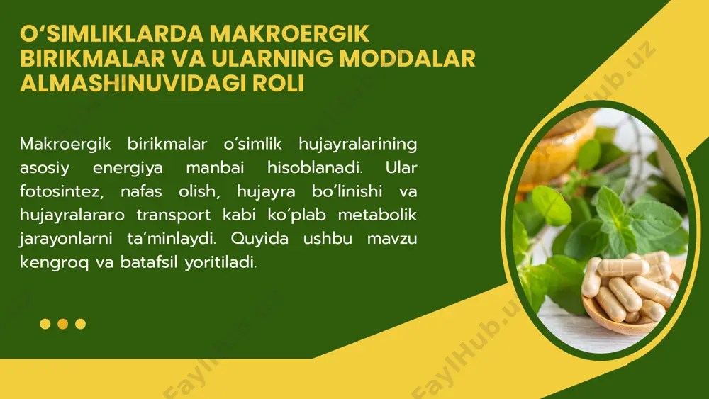 o‘simliklarda signal uzatish va adaptatsion javoblarda ishtirok etadi. atf va nadph stressga moslashuv uchun zarur bo‘lgan himoya mexanizmlarini (masalan, antioksidant fermentlar) faollashtirishda ishlatiladi. stressga javob reaksiyalarida roli o‘simliklarda makroergik birikmalarning sintezi va iste’moli turli omillar bilan boshqariladi: atrof-muhit sharoitlari: yorug‘lik, harorat, suv va oziqa moddalar mavjudligi. hujayra energetik holati: agar hujayrada atf miqdori past bo‘lsa, metabolizm tezligi oshadi. makroergik birikmalarning boshqarilishi xulosa o‘simliklarda makroergik birikmalar energiya ishlab chiqarish, uni saqlash va metabolik jarayonlarga taqsimlashda markaziy rol o‘ynaydi. fotosintez, nafas olish, biosintez, va stressga moslashuv kabi jarayonlarda atf, nadph va boshqa makroergik birikmalar muhim ahamiyatga ega. ularning funksiyalarini chuqur o‘rganish o‘simliklar hosildorligini oshirish va stressga chidamliligini yaxshilash bo‘yicha innovatsion texnologiyalarni ishlab chiqishda katta ahamiyat kasb etadi. thank you image1.png image2.svg image3.png image4.png image5.png image6.svg image7.png image8.jpeg image9.png image10.jpeg image11.jpeg image12.png image13.svg image14.jpeg image15.jpeg /docprops/thumbnail.jpeg