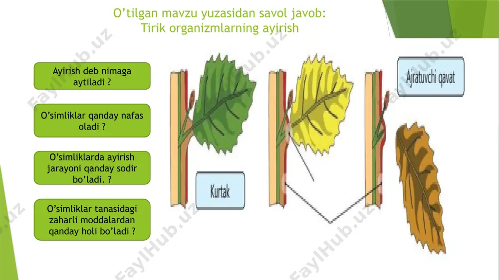 ulardan chiqadigan nervlardan iborat. bosh va orqa miya markaziy nerv sistemasi deyiladi. markaziy nerv sistemasi barcha organlar bilan nervlar orqali tutashgan. sezuvchi nervlar orqali sezgi organlaridan markaziy nerv sistemasiga elektr impulslari ko‘rinishida axborotlar kelib turadi. bu axborotlar bosh va orqa miyada qayta ishlanadi, ya’ni tahlil qilinadi: avval olingan axborotlar bilan taqqoslanadi, xotiraga saqlanadi, ko‘rsatma qabul qilinadi. harakatlantiruvchi nervlar esa bu ko‘rsatmani nerv impulslari tarzida organlar va muskullarga yetkazadi. natijada muskullar qisqaradi. misol uchun, svetoforning qizil chirog‘i yonganini ko‘rganingiz zahoti miya harakatni to‘xtatish haqida oyoq mushaklariga impuls jo‘natadi. beixtiyor issiq jismga tegib ketsangiz, og‘riqni sezgan zahoti darhol qo‘lingizni tortib olasiz. xo‘sh, shu qisqa vaqt ichida nima sodir bo‘ldi? teridagi sezuvchi nervlar orqali og‘riq haqida markaziy nerv sistemasiga impuls yetkaziladi va shu zahoti qo‘lni tortib olish haqidagi ko‘rsatma harakatlantiruvchi nervlar orqali muskullarga yetib keladi. natijada muskullar qisqarib, siz qo‘lingizni issiq jismdan tortib olasiz. bu organizmning ta’sirotga nisbatan javob reaksiyasi, ya’ni reﬂeksdir. o‘simliklarning …