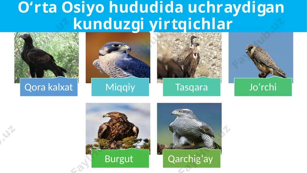 yirtqich qushlar - Page 5