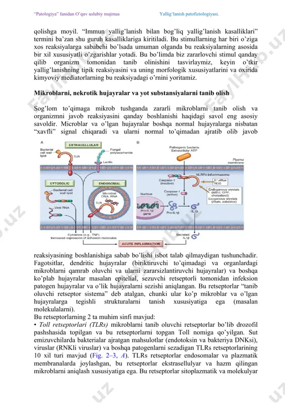 iy zararlanish. · begona moddalar (ba’zi moddalar siniqlari, zarralari, chang, to’qimani jarrohlik tikishlar, kristal depozitlar) · tashqi muhit omillari va to’qimaning o’ziga qarshi immun reaksiyalar (gipersezuvchanlik reaksiyasi deb ham ataladi). yallig’lanishning bu turini stimullovchilarini ko’pincha zararsizlantirishning iloji yo’q, bunaqangi reaksiyalar doimiy surunkali yallig’lanish ko’rinishida saqlanib qolishga moyil. “immun yallig’lanish bilan bog’liq yallig’lanish kasalliklari” termini ba’zan shu guruh kasalliklariga kiritiladi. bu stimullarning har biri o’ziga xos reaksiyalarga sababchi bo’lsada umuman olganda bu reaksiyalarning asosida bir xil xususiyatli o’zgarishlar yotadi. bu bo’limda biz zararlovchi stimul qanday qilib organizm tomonidan tanib olinishini tasvirlaymiz, keyin o’tkir yallig’lanishning tipik reaksiyasini va uning morfologik xususiyatlarini va oxirida kimyoviy mediatorlarning bu reaksiyadagi o’rnini yoritamiz. mikroblarni, nekrotik hujayralar va yot substansiyalarni tanib olish sog’lom to’qimaga mikrob tushganda zararli mikroblarni tanib olish va organizmni javob reaksiyasini qanday boshlanishi haqidagi savol eng asosiy savoldir. microblar va o’lgan hujayralar boshqa normal hujayralarga nisbatan “xavfli” signal chiqaradi va ularni normal to’qimadan ajratib …