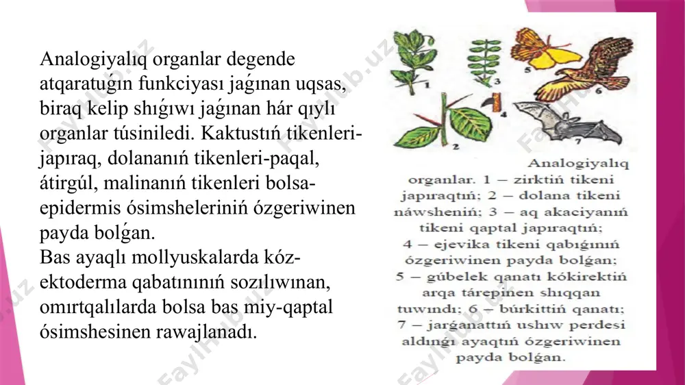 evolyutsiyada salistirmali anatomiya - Page 4