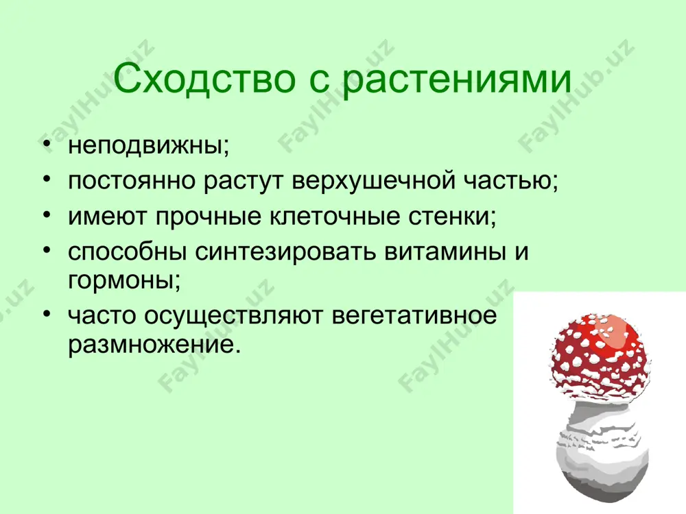 строение и жизнедеятельность грибов - Page 4