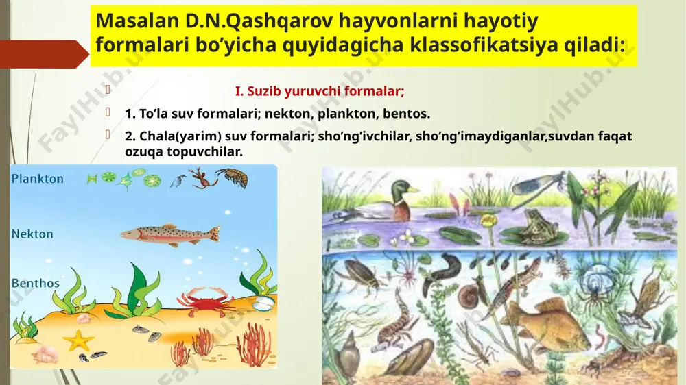 agi hayotiy formalarga bo’linadi; 1) daraxtsimon o’simliklarga xos formalar 2) quruqlikning ochiq joylariga xos qushlar 3) botqoq va sayoz joylarga moslashgan formalar 4) suvli joylarga xos qushlar har xil tipga xos qushlarning spesifik hayotiy formalari bor; a) ozuqani tirmashib chiqib topadigan qushlar( to’tiqushlar, chumchuqsimonlar, kakkular) b) uchib yurib ozuqa topadigan formalar(o’rmonlarda ; ukkular,tentakqushlar; suv ostidan ovqat topadigan uzuntumshuqlar ) c) yer ustida harakat qilib ovqatlanuvchilar( tovuqlar, tuyaqushlar, laylaklar) g) suvda suzib va sho’ng’ib ozuqa topadigan formalar(pingvinlar, gagarlar,pogonkalar, o’rdak –g’ozlar) tuproqda uchraydigan mayda hayvonlarning hayotiy formalari; 1. atmobiontlar -yer ustida to’plangan o’simlik qoldiqlari ustida uchraydigan ko’zli turlar; euedafik turlar-tuproqning yupqa qatlamlarida uchraydigan, kuchsiz hayvonlar; 2. gemiedafik turlar- oldingi ikki guruh oralig’iga xos formalar. hashorotlar ichida tana formasi bo’yicha chigirtkalarda quyidagi hayotiy formalar farqlanadi; 1) taminobiontlar-butalar, daraxtlarda yashaydigan turlar; 2) xorobiontlar-o’t o’simliklarning turli yaruslarida uchraydigan formalar; 3) gerpetobiontlar-tuproqning ochiq joylarida yashaydigan formalar; 4) eremobiontlar- loy tuproqning ustida uchraydigan turlar; 5) psammobiontlar- qumli …