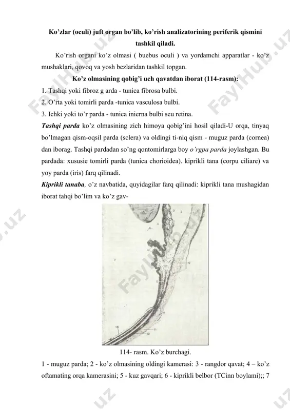 adi (0,15 mm gacha) va ikki qavatli kubsimon epite-liydan tuzilgan yupqa pardaga aylanadi. bu qism to’r pardaning «k o’ r» q i s m i (pars caecae retinae) deb nomlanadi. «ko’r» qism o’z navbatida kipriksimon tanani va yoy pardaning orqa yuzasini qoplov-chi bo’limga ajratiladi. to’r parda optik qismining «ko’r» qismiga o’tish chegarasi arrasimon, notekis bo’ladi. ko’z olmasining ichi bo’shliqdan iborat. bo’shliqning orqa qismi tiniq yopishqoq massa - shishasimon tana (corpus vitreumj bilan to’lgan. shishasimon tananing oldingi botiq yuzasidan ikki yoqlama qavariq tana - ko’z gavhari (lens) yotadi. ko’z gavhari bilan muguz parda orasidagi ko’z olmasi bo’shli-g’ining oldingi qismi suyuq modda ( humor aquaes ) -kamera su-yuqlig’i bilan to’lgan bo’ladi. ko’z olmasining bo’shlig’i yoy parda yordamida oldingi bo’lim - ko’zning oldingi kamerasi-ga va orqa bo’lim - ko’zning orqa kamerasiga bo’li-nadi. ko’z olmasidan, aniqrog’i, to’r pardasidan ko’ruv nervi (n. opticus) chiqadi. ko’z olmasida faoliyati jihatidan farq qiluvchi 4 sistema mavjud: 1.x.dioptrik yoki …