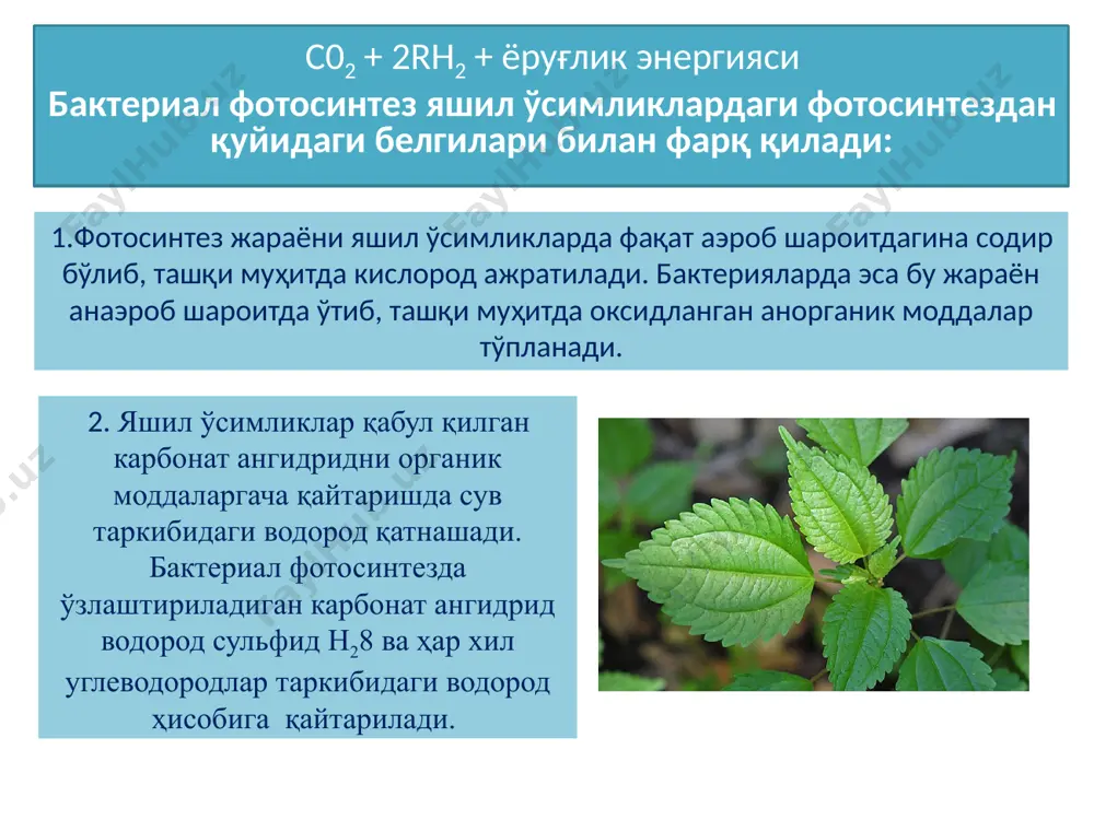 карбонат ангидриднинг ўзлаштирилиш эволюцияси - Page 5