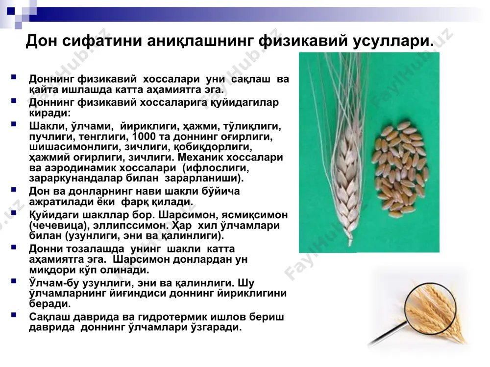 га, ўсимликларга ва ҳайвонларга хос бўлиши мум­кин. шунинг учун, дон партиялари таркибидаги ҳар хил аралашмалар доннинг сакланиши ва сифатига турлича таъсир кўрсатади. дон тар­кибидаги аралашмалрни икки гуруҳга бўлиб ўрганамиз. озиқ-овқат,ем-хашак ва техник мақсадларга мўлжалланган ғалла экинлар дони қора буғдой ва дуккакли ўсимликлар уруғи патия­сида учрайдиган аралашмалар ифлос ва донли аралашмалар деб юри­тилади. мойли ўсимликлар уруғи партияси аралашмаларини ифлос ва мойли ёки эфир мойли турларга буламиз. у ёки бу аралашмаларнинг ем-хашакка мўлжалланган доннинг озуквий қийматига, истеьмолга мўлжалланган доннинг сифат кўрсаткичига таъсир курсатиш даражасига асосланиб аралашмалар юқорида кўрсатилган икки асосий гуруҳга ажратилди. доннинг ифлосланганлигини аниқлаш. доннинг ифлосланганлигини давлат стандарти (гост) да белги­ланган миқдорда асосий экин дони ва уруғи ўзи мансуб бўлган туркумига қараб турлича миқдорда (2 г дан 200 г гача) ўлчанма олиб таҳлил этиш йўли билан аниқланади. доннинг абсолют оғирлиги қанча оз бўлса, улчана миқдори ҳам шунча оз бўлади. шундай қилиб, куунор уруғи таҳлили учун ўлчанма 2 г буғдой ва жавдарда …