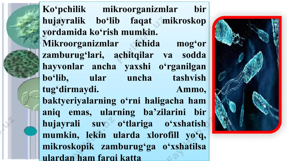 bo‘laklari, shoxlar, barglar, har xil mahsulotlar, o‘simlik ajratmalari, nobud bo‘lgan hasharot qoldiqlari va h.k.) foydalanishadi. hammaxo‘rlik aktinomisetlarga keng tarqalish va hayot uchun kurashish, boshqa organizmlar yashay olmaydigan joylarda yashab qolish imkonini byeradi. aktinomisetlar havoda ham, suvda ham topiladi, ular tuproqda ayniqsa ko‘pdir. 1 – miseliydagi spiralsimon sporabandlar; 2 – gifa uchlarida spora hosil bo‘lishining alohida fazalari; 3 – spora hosil qilgan miseliy zamburug‘lar to‘g‘risida tushuncha. tuproqdagi mikroorganizmlar vakillaridan yana bittasi zamburug‘lardir. bular ham tuproqdagi turli minyeral va organik moddalarning o‘zgarishida faol qatnashadilar. zamburug‘lar ko‘pchiligi gif deb ataluvchi shoxlangan ip shaklida o‘sadi. bular zamburug‘ miseliysini hosil qiladilar. zamburug‘lardan achitqilar, mog‘or zamburug‘lari, mikoriza zamburug‘lari yaxshi o‘rganilgan. ko‘pgina zamburug‘lar yuqori kislotalilik sharoitida (ph 4-3) yaxshi rivojlanadi zamburug‘lar jinsiy, jinssiz va vegativ yo‘l bilan ham ko‘payishi mumkin. vegetativ ko‘payishda bir yoki ko‘p miqdordagi hujayralarga ega miseliy bo‘lakchasi ozuqa substratiga tushganda g‘ovlab o‘sadi va yangi miseliyni boshlab beradi yoki oidiy hosil qiladi. shundan so‘ng miseliy …