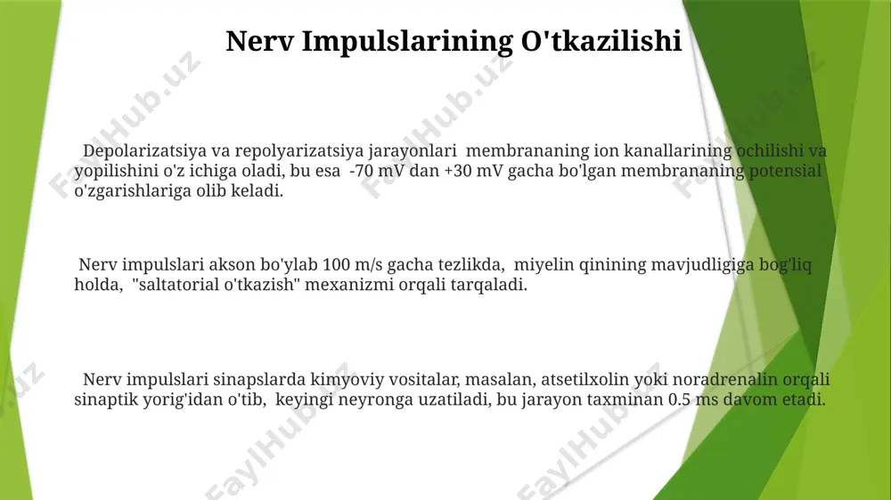 kuniga 1-2 mm gacha yetishi mumkin. nerv tolalarining o'sishi uchun optimal muhitni ta'minlash maqsadida, regeneratsiya jarayonini tezlashtirish uchun 70% dan ortiq muvaffaqiyat darajasi bilan neyrotrofik omillar qo'llanilishi mumkin. e'tiboringiz uchun rahmat @taqdimot_robot