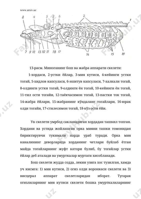 килмайди. миксиналарда эса аралаш нерв хосил булади. тугарак огизлиларнинг сезиш органлари хам содда тузилган. эшитиш органи факат ички кулокдан иборат булиб, иккита (миногаларда) ёки битта (миксиналарда) ярим ой шаклидаги най парда – лабиритдан ташкил топган. хид билиш органи бошка умумрткалилардан фаркли уларок битта, ток булади. у бурун тешигидан бошаланади. бу эса хидлов халтасига кушилади. хидлов халтасининг тагидан факат тугарак огизлиларга хос булган питуитар ёки гипофизар усик чикади. бу усимтанинг функцияси аникланмаган. жуфт кузлари бошининг ён томонларида жойлашади ва бошка умумрткалиларнинг кузлари сингари тузилган. лекин ярим тиник парда билан ёпилган. париетал ва пинеал органлар ёругликни сезувчи кушимча рецепторлар булиб хизмат килади. тугарак огизлиларнинг яна бир рецептори булиб, ён чизик орган хизмат килади. ён чизик терининг юза чукурчалардан иборат ва сув окимини тусиклар, хамда бошка хавфларни якин келишини аниклаш учун хизмат килади. булардан ташкари тугарак огизлиларнинг бошида кучсиз электр органи булади. хайвон узининг боши атрофида 1 милливольтгача токка эга булган электр майдони …