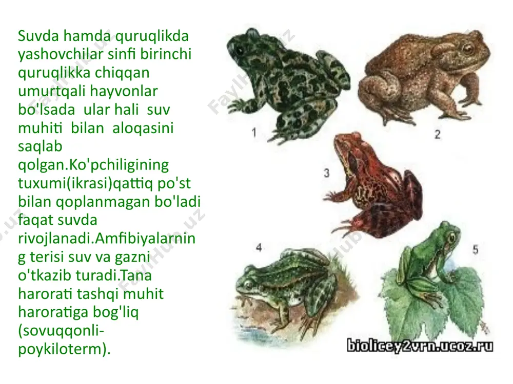 sistemasi baliqlarnikiga oʻxshash. baqaning yuragi uch kameralidir,ya'ni bir biridan toʻsiq parda bilan roʻyirost ajralgan ikkita yurak boʻlmasi va bitta yurak qorinchasidan iborat,lekin bundan tashqari,yurakda oʻng yurak boʻlmasiga ochiladigan vena sinusi bilan yurak qorinchasi ochiladigan arterial konusi bor. amfibiyalarning ayirish sistemasi. amfibiyalarning itbaliqlarida birlamchi bosh buyrak( pronefros)taraqqiy etadi. amfibiyalarning buyragi baliqlarning buyragidan farqli oʻlaroq,yalpoqlashgan tana shaklida boʻlib,dumgʻaza umurtqasi atrofida umurtqa pogʻonasining ikki yonida joylashadi .har bir buyrakdan siydik yoʻllari (volf nayi) chiqib,klokaga ochiladi.klokaning tagidan chiqqan teshik siydik pufagiga(vesica urinaria)ochiladi. suvda hamda quruqlikda yashovchilarning koʻpayishi jinsiy bezlari juft.jinsiy va siydik yoʻllarining oʻzaro munosabati togʻayli baliqlarnikiga oʻxshash.donador tuxumdonlari(ovarium)tutqichga ochilgan va bahorda butun tana boʻshligʻini toʻldiradi.tuxumdonning yonida koʻp boʻlmali yogʻ tanasi joylashgan.ingichka va uzun tuxum yoʻllari(oviducti)myuller naylaridan iborat.har bir tuxum yoʻlining ustki qismi kengayib,tana boʻshligʻiga ochiladi. e'tiboringiz uchun rahmat image1.jpeg image2.jpeg image3.jpeg image4.png image5.png image6.jpeg image7.jpeg image8.png image9.jpeg image10.jpeg image11.jpeg image12.png image13.jpeg image14.jpeg