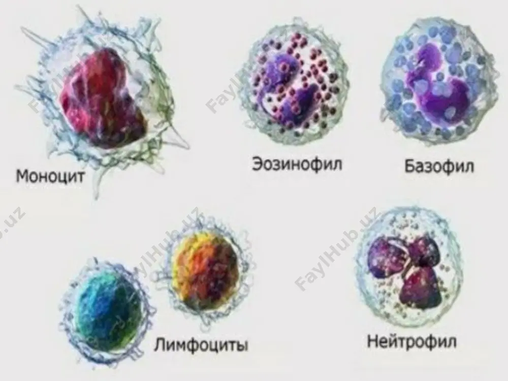 л, вирусли (сувчечак, полиомиелит, менингит, қутуриш, сарамас, скарлатина), замбуруғли инфекцияларда. бироқ грипп, қизамиқ, паротитда бўлмаслиги мумкин. суяк кўмигида лейкоцитларнинг ҳосил бўлиши ва етилишининг кучайиши яллиғланишли ўткир ва сурункали яллиғланиш жараёнларида (фурункулез, абсцесс, подагра, иммунокомплексли касалликлар, миокард инфаркти) токсоген экзоген (бензин, анилин, ҳашаротлар заҳари, ёт оқсиллар) ва эндоген (уремия, диабетик кома) заҳарланишларда постгеморрагик ўткир қон йўқотишнинг 4-5-кунида ўсмали ўсма парчаланганда (айниқса оҳқ, жигар ўсмалари) лейкемик гемобластозларда (ўткирда – ҳамма вақт эмас) марказий шок, эпилепсия, агония, мия гипоксияси, операциядан кейин ва б. қайта тақсимланиш лейкоцитар формула (гемограмма) ўзгаришига кўра таснифи: - нейтрофилия (нейтрофил лейкоцитоз) - 70% дан кўп - эозинофилия - 5% дан кўп - базофилия - 1% дан кўп - лимфоцитоз – 45% дан кўп - моноцитоз – 9% дан кўп лейкоцитозлар умумий патогенези: қайта тақсимланиш механизми (қисқа муддатли) 2. лейкопоэз стимуляцияси (узоқ муддатли) нейтрофилия нейтрофилия – гемограммада нейтрофилларнинг 70% дан ошиши норма: 43-65% - сегмент ядроли нейтрофиллар 2-5% - таёқча …