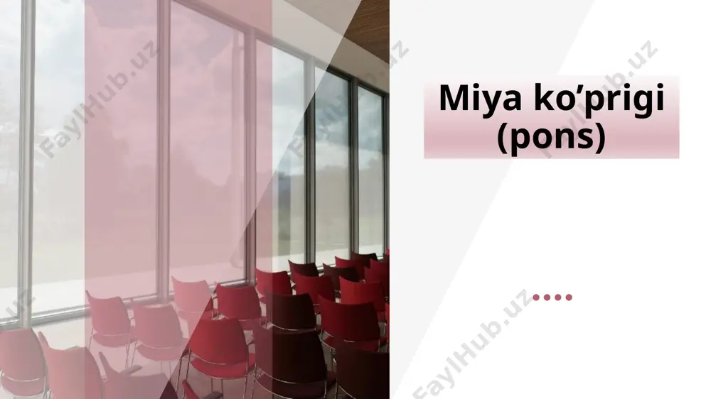 arteria basillaris yotadi ‹#› miya ko’prigining ko’ndalang kesimi (ichki tuzilishi) miya ko’prigini ko’ndalangiga kesib ko’rganimizda uni ikki qismdan tashkil topganiga guvoh bo’lamiz : ventral qismi (pars ventralis) dorsal qismi (pars dorsalis) ular orasidagi to’siq esa ko’ndalangiga joylashgan tolalardan iborat trapetsiyasimon tana (corpus trapezoideum) hisoblanadi . uning tolalari eshtish yo’liga aloqador. trapetsiyasimon tana sohasida eshitish sezgisiga aloqador bo’lgan yadrolar joylashgan (nuclei dorsalis corporis trapezoidei) ‹#› corpus trapezoideum ‹#› miya ko’prigining ventral qismi ko’ndalang va uzunasiga yo’nalgan tolalardan tashkil topgan bo’lib , bu tolalar orasida kulrang modda yadrolari (nuclei pontis ) ham joylashgan. uzunasiga yo’nalgan tolalar pyramidal yo’l tarkibiga kirib, po’stloqdan miya ko’prigining yadrolariga yo’nalgan tolalar ( fibrae corticopontinae ) dan tashkil topgan. bu yadrolardan esa ko’ndalangiga miyacha po’stlog’iga qarab tolalar chiqadi (tractus pontocerebellaris ) . xuddi mana shu sistema bosh miya yarimsharlari po’stlog’ini miyacha yarimsharlari po’stlog’i bilan bog’laydi. ‹#› miya ko’prigining dorsal qismi reticular formatsiya (formation reticularis) mavjud bo’lib, u uzunchoq …