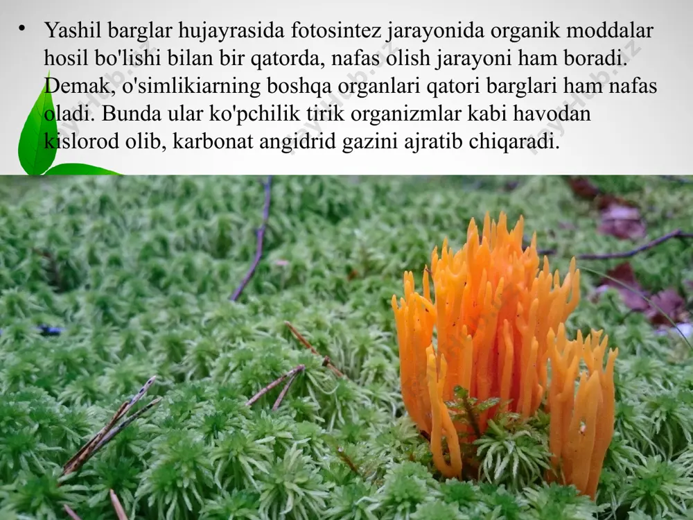 ik organizmini qurishga sarflanadigan moddalarni hosil qilish uchun energiya zarur. energiya yana o'simlik hujayralarining o'sishi, bo'linishi uchun ham sarflanadi. yashil o'simliklar avtotrof organizmlar sifatida yorug'lik energiyasini yutib, uni organik moddalarni hosil qilishga sarflaydi. fotosintez jarayonida karbonat angidrid va suv ishtirokida yorug'lik energiyasi hisobiga shakar hosil bo'ladi. u esa, o'z navbatida, o'simlik to'qimalarida kraxmal, kletchatkaga aylanadi yoki oqsillar, yog'lar, vitaminlar hosil bo'lishiga sarf bo'ladi. bu moddalar esa o'simlik hujayralari va to'qimalarining qurilishi uchun zarur. o'simlikning nafas olish jarayonida esa organik moddalar anorganik moddalar - suv va karbonat angidridgacha parchalanadi. natijada o'simlikning hayotiy faoliyati uchun zarur energiya ajraladi. demak, fotosintez va nafas olish jarayonlari bir-biri bilan bog'liq jarayonlardir. o'simlik to'qimalarida kechadigan modda va energiya-ning bunday o'zgarishi moddalar almashinuvi deyiladi. moddalar almashinuvi barcha tirik organizmlar kabi o'simliklarning ham muhim xususiyatlaridan biridir. image2.jpeg image3.jpeg image4.jpeg image5.jpeg image6.jpeg image7.jpeg image8.jpeg image1.jpeg