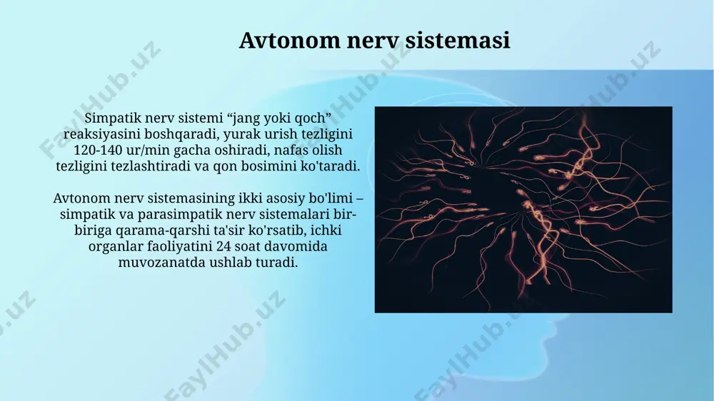 nerv tizimining turlari - Page 5